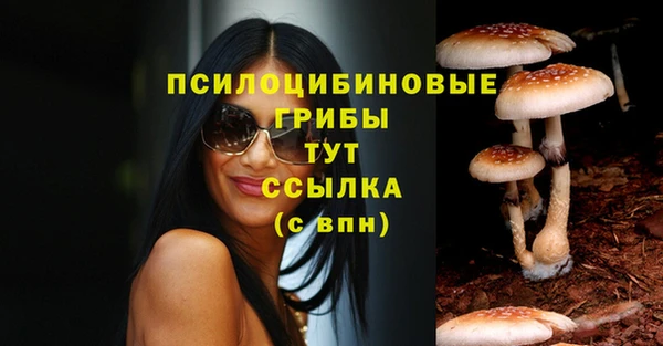 хмурый Аркадак